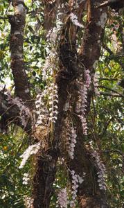 Dendrobium polyanthum