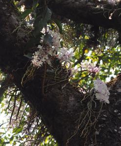 Dendrobium polyanthum