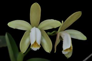 Cattleya forbesii