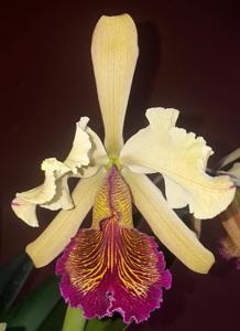 Cattleya dowiana