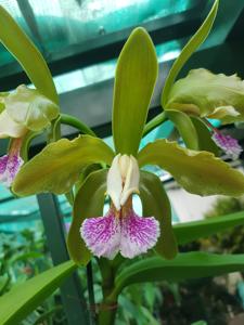 Cattleya granulosa