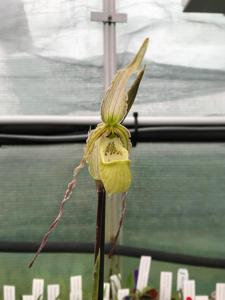 Phragmipedium richteri