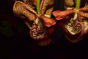 Coryanthes elegantium