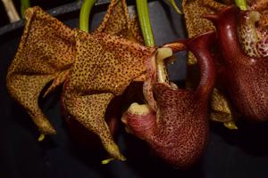 Coryanthes elegantium