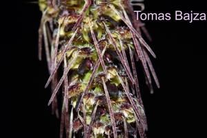 Bulbophyllum lemniscatoides