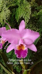 Cattleya labiata