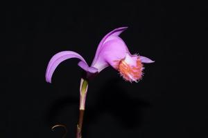 Pleione pleionoides