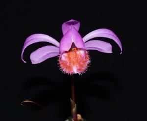 Pleione pleionoides