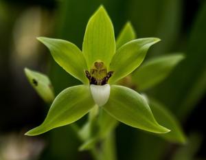 Neogardneria murrayana