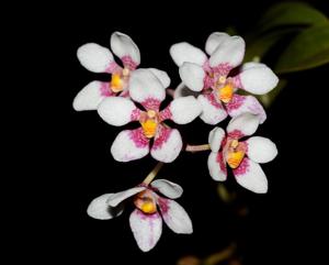 Sarcochilus fitzgeraldii