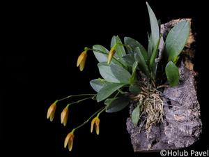 Specklinia corniculata