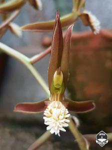 Catasetum tuberculatum