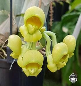 Catasetum cirrhaeoides