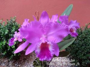 Cattleya labiata