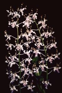 Dendrobium pseudoconanthum