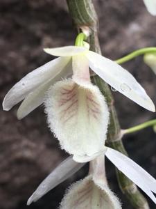 Dendrobium polyanthum