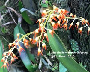 Bulbophyllum flammuliferum