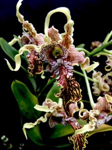 Dendrobium spectabile