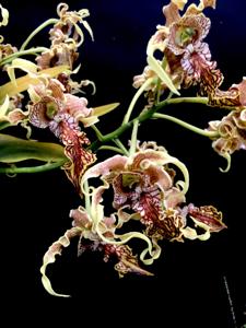 Dendrobium spectabile