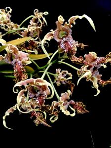 Dendrobium spectabile