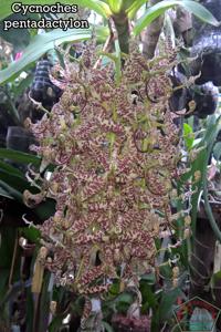 Cycnoches pentadactylon