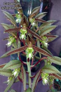 Catasetum ariquemense
