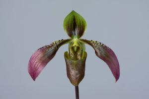 Paphiopedilum appletonianum