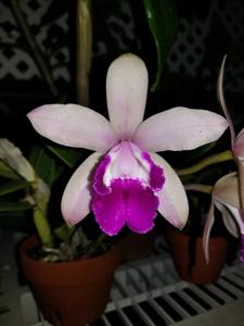 Cattleya intermedia