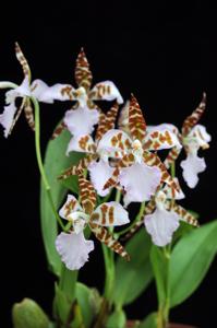 Rhynchostele ehrenbergii