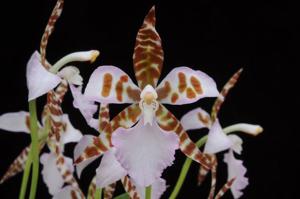 Rhynchostele ehrenbergii