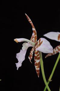 Rhynchostele ehrenbergii