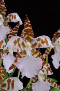 Rhynchostele ehrenbergii