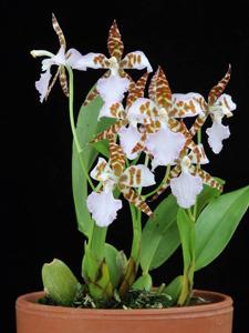 Rhynchostele ehrenbergii