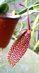 Restrepia guttulata