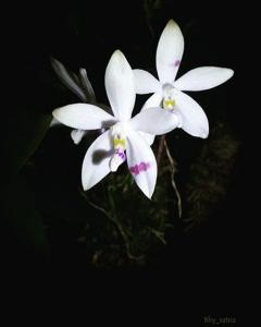 Phalaenopsis tetraspis
