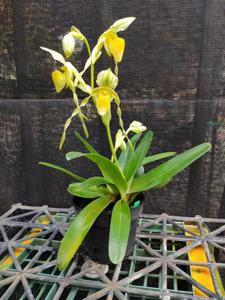 Paphiopedilum philippinense