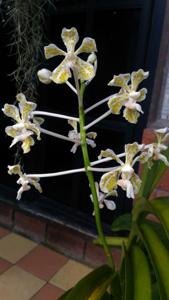 Vanda suavis