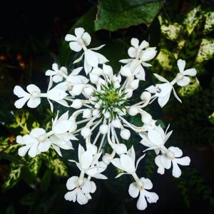 Calanthe triplicata