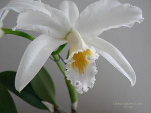 Cattleya jongheana