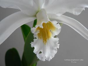 Cattleya jongheana