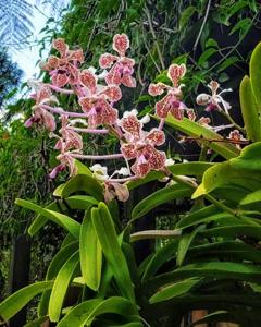 Vanda suavis