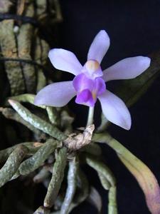 Phalaenopsis taenialis