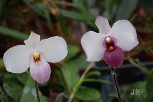 Paphiopedilum delenatii