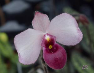 Paphiopedilum delenatii