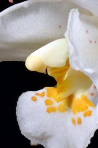 Rhynchostele candidula