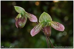 Paphiopedilum urbanianum