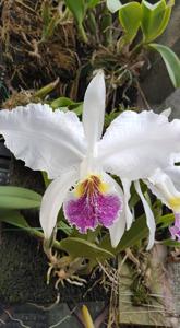 Cattleya lueddemanniana