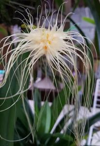 Bulbophyllum medusae