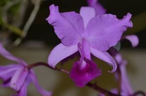 Cattleya lawrenceana