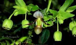 Paphiopedilum canhii